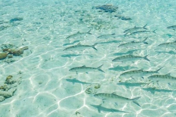 Cómo pescar un macabí en Los Roques 